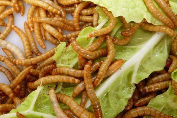 怎样养殖黄粉虫?