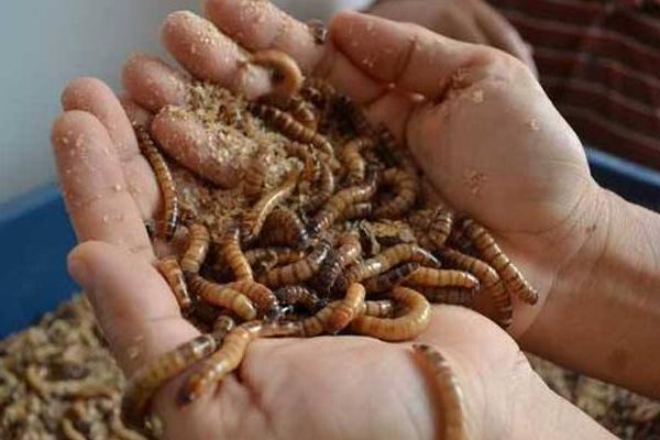 怎样养殖黄粉虫?