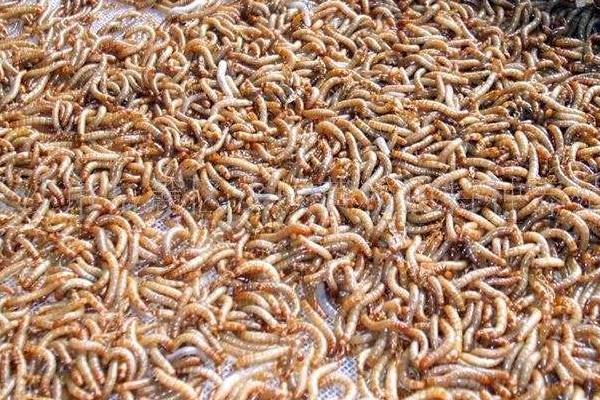 怎样养殖黄粉虫?