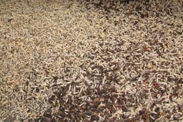 牛粪可以养蝇蛆吗?