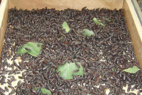 怎样养殖黄粉虫?