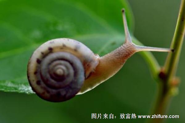 蜗牛怎么养?