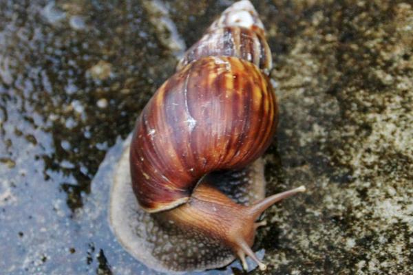蜗牛怎么养?