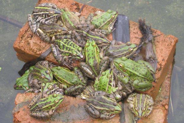 养殖青蛙需要哪些手续?