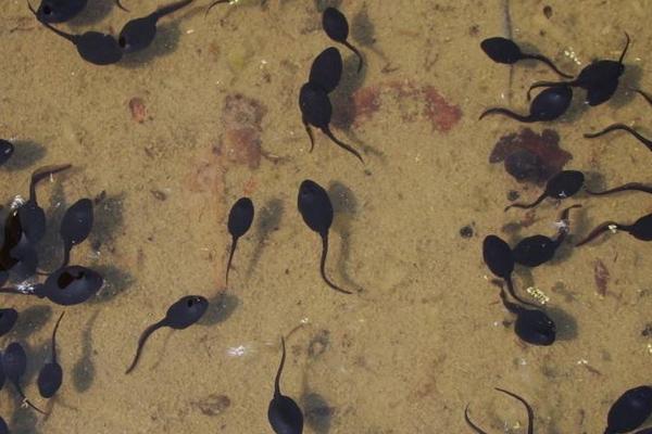 养殖青蛙需要哪些手续?