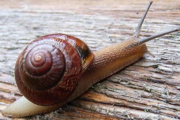 蜗牛怎么养?