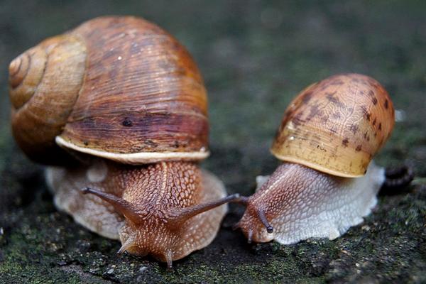 蜗牛怎么养?