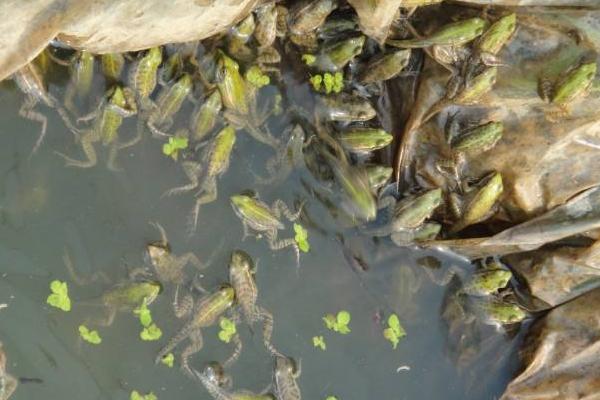 养殖青蛙需要哪些手续?