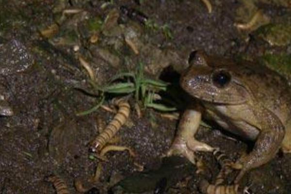 牛粪可以养蝇蛆吗?