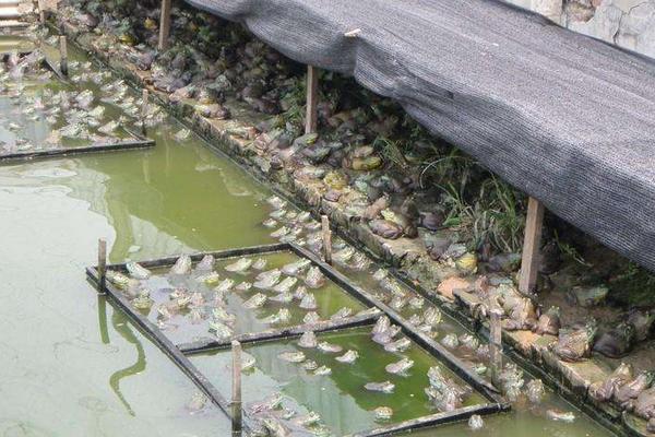 养殖青蛙需要哪些手续?