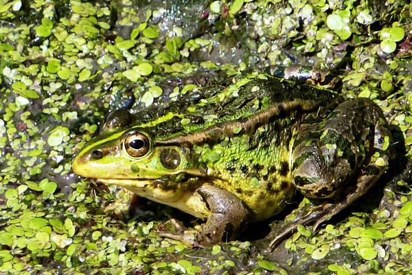 养殖青蛙需要哪些手续?