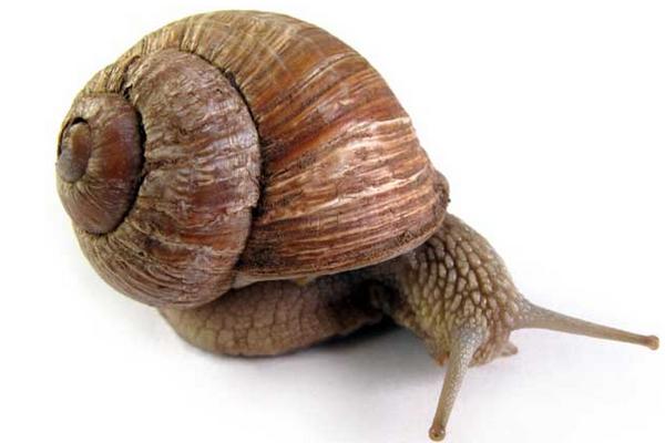 蜗牛怎么养?