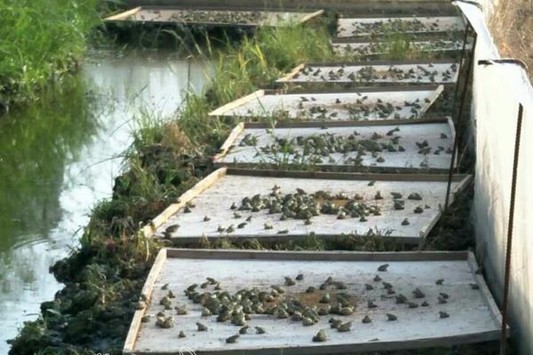 养殖青蛙需要哪些手续?