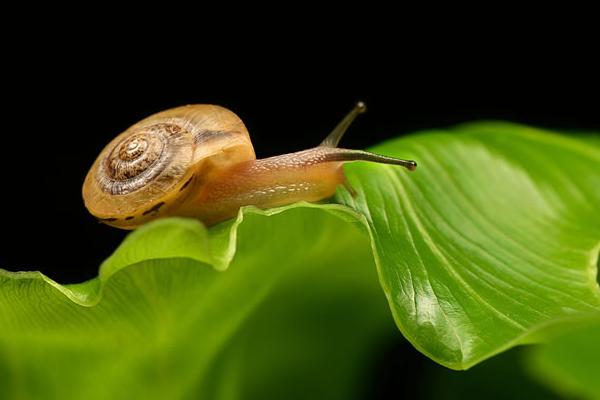 蜗牛是益虫还是害虫?