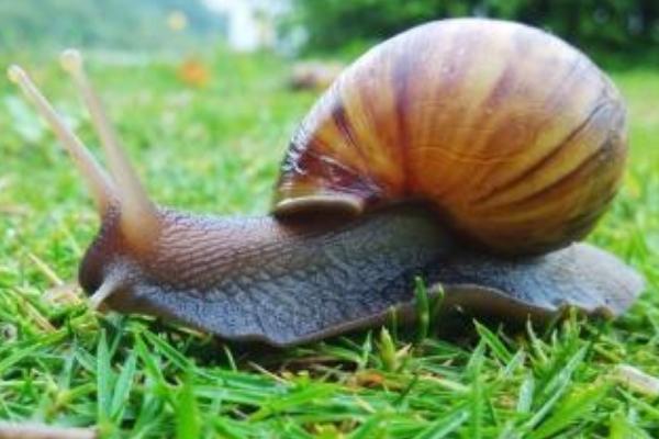 蜗牛是益虫还是害虫?