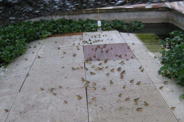 养殖青蛙需要哪些手续?