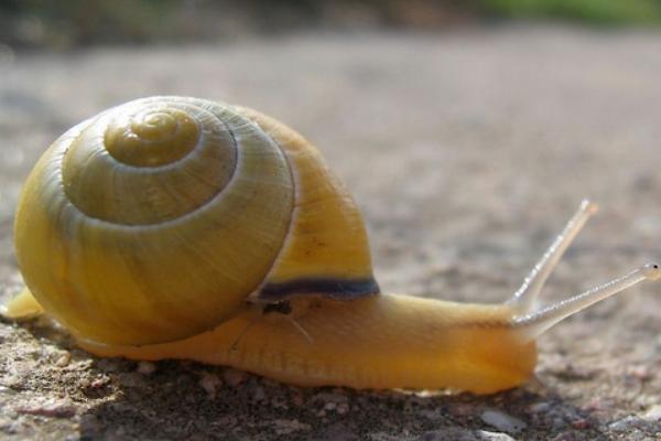 蜗牛靠什么爬行?