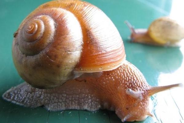 蜗牛靠什么爬行?