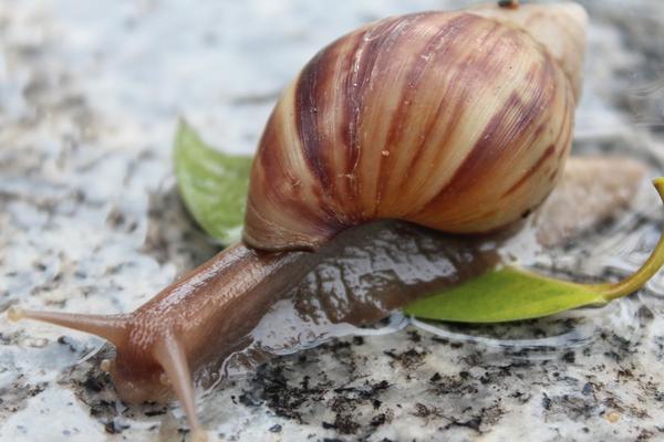 蜗牛靠什么爬行?