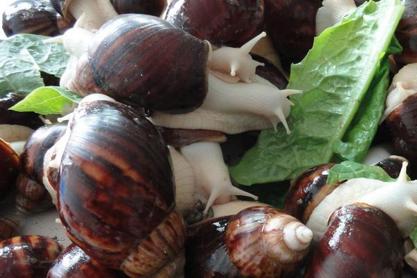 蜗牛靠什么爬行?