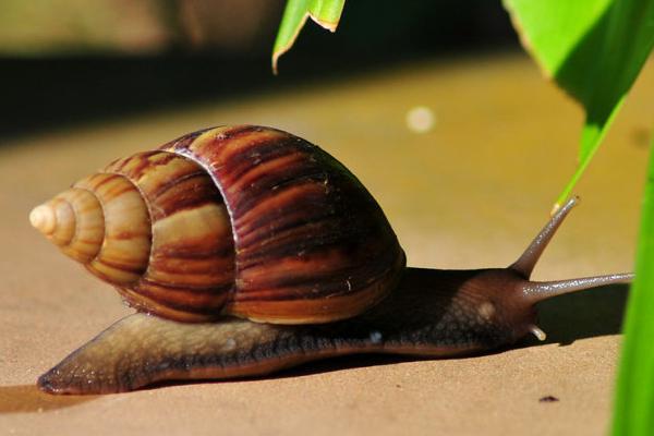 蜗牛靠什么爬行?