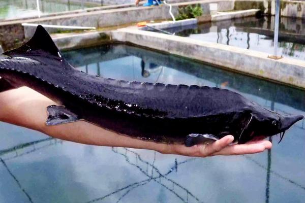 鲟鱼价格多少钱一斤?