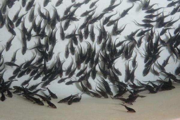 鲟鱼价格多少钱一斤?