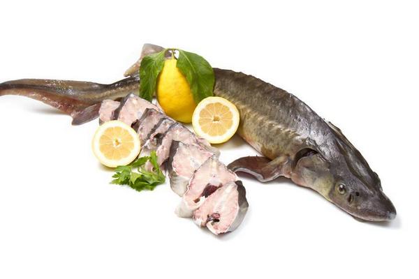 鲟鱼价格多少钱一斤?