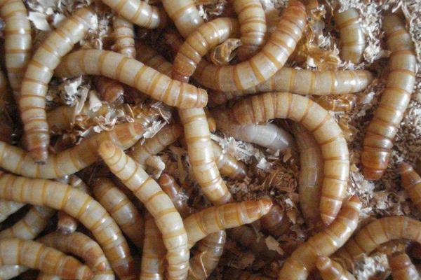 黄粉虫吃什么食物？