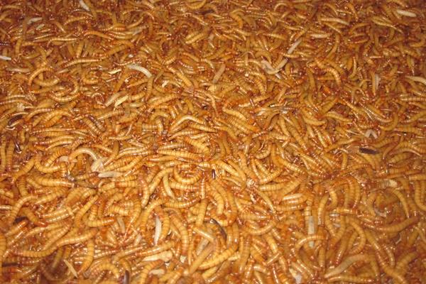 黄粉虫吃什么食物？