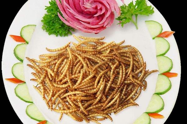 黄粉虫可以吃吗?