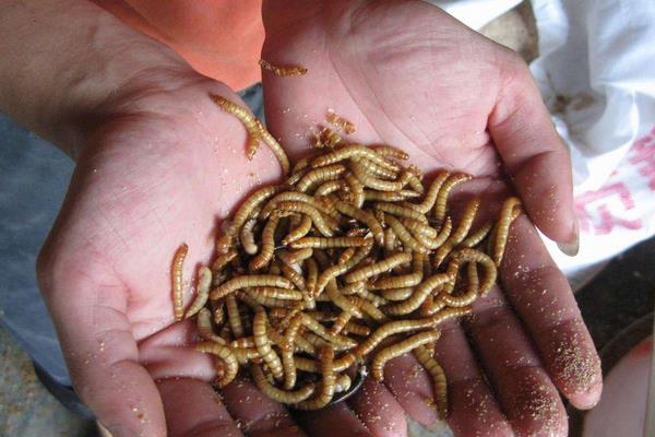 黄粉虫可以吃吗?