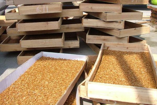 黄粉虫可以吃吗?