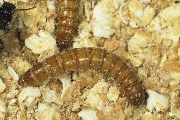 黄粉虫可以吃吗?