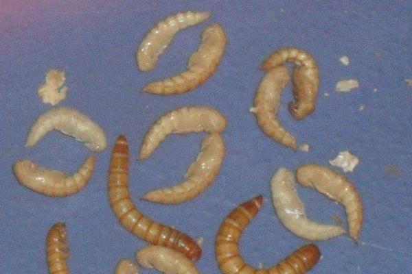 黄粉虫可以吃吗?