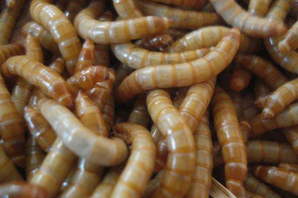 黄粉虫吃什么食物？