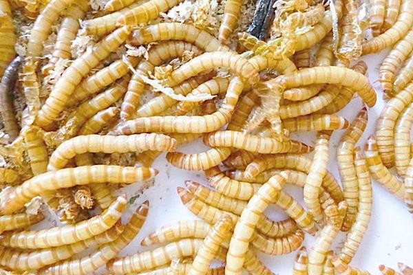 黄粉虫可以吃吗?