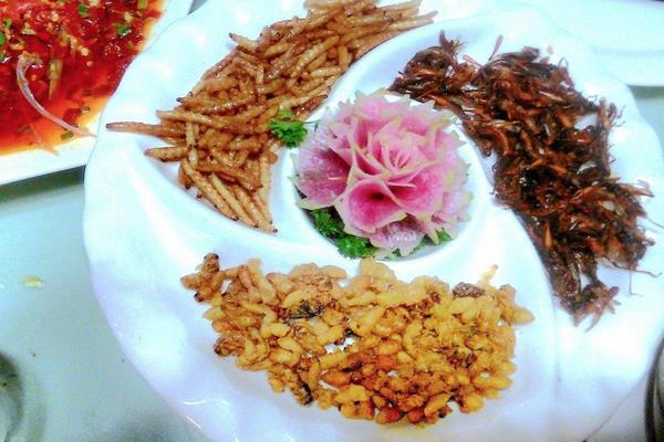 黄粉虫可以吃吗?