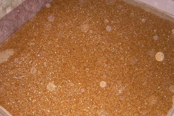 黄粉虫怎么养？