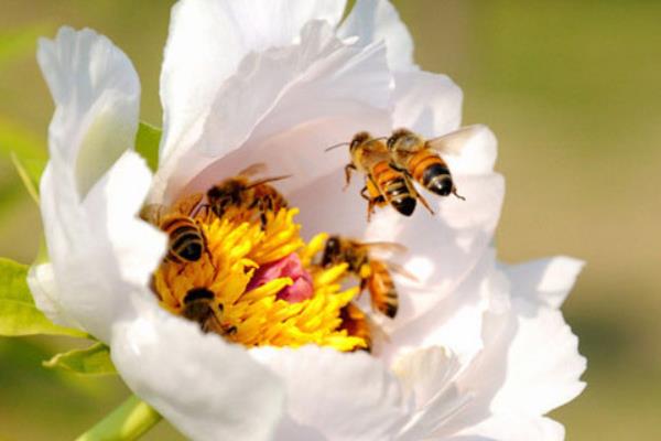 养蜂要什么手续？养蜂证办理流程