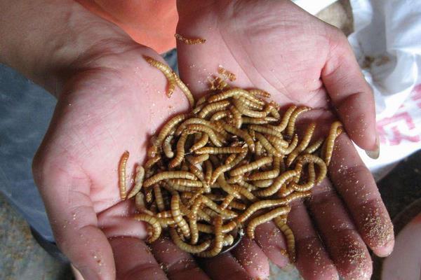 黄粉虫价格多少钱一斤？