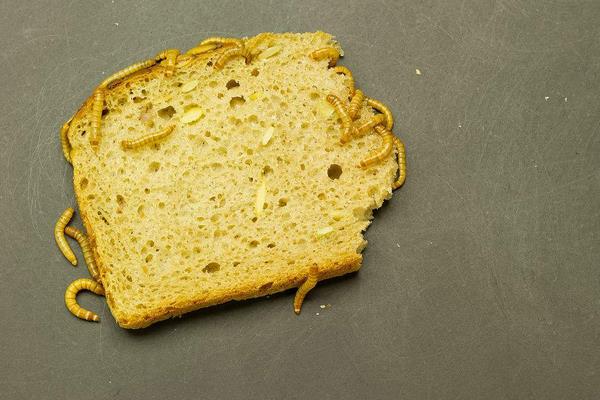 黄粉虫价格多少钱一斤？