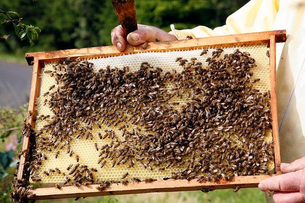 养蜂一年能赚多少钱？