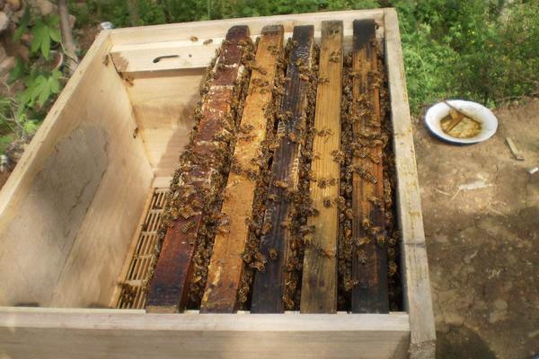 家庭如何养蜂?