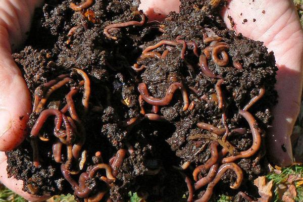 家庭如何养殖蚯蚓?