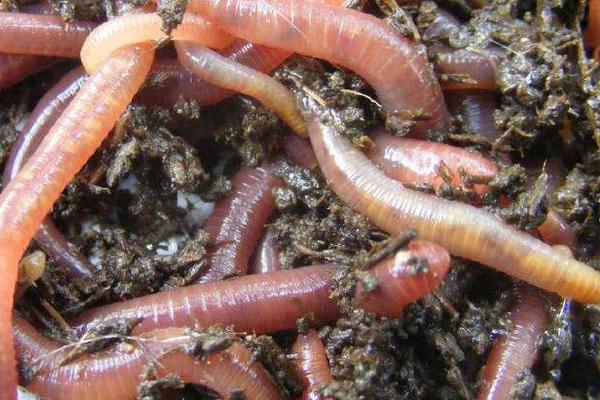 家庭如何养殖蚯蚓?