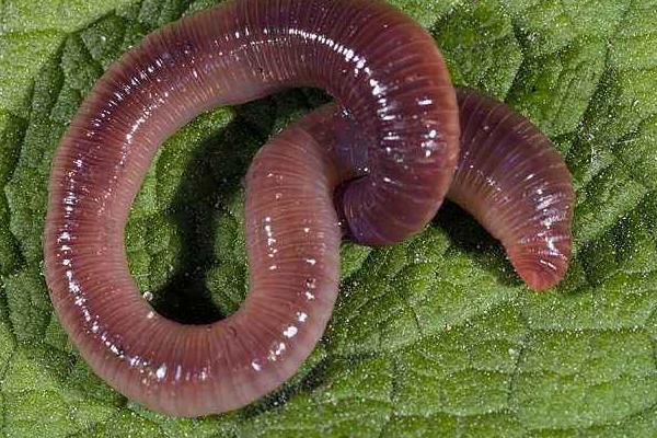 家庭如何养殖蚯蚓?