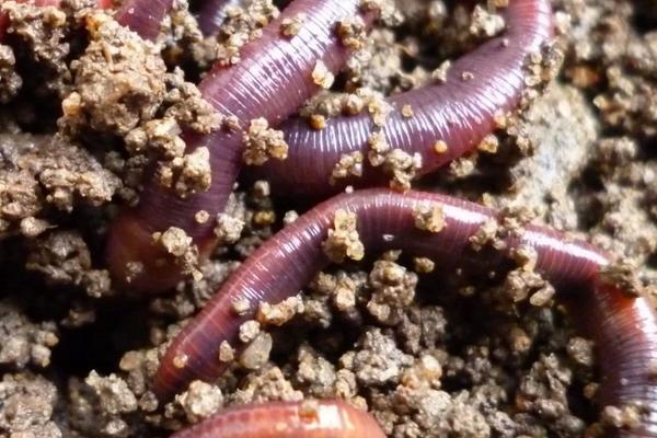 家庭如何养殖蚯蚓?