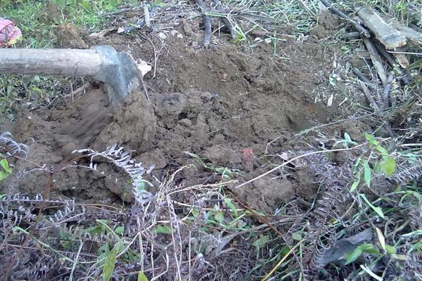 家庭如何养殖蚯蚓?