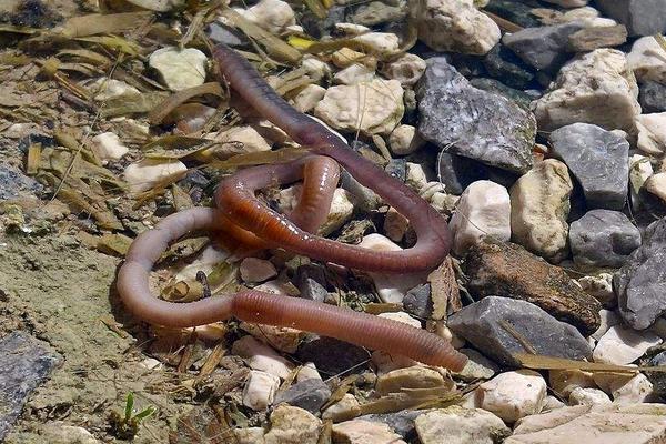 用蚯蚓钓鱼怎样调漂?